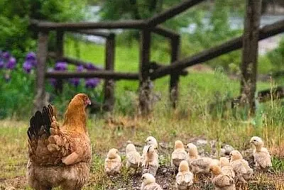 animales