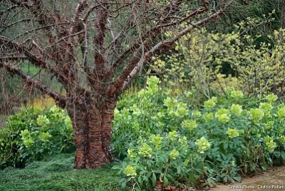 nature jigsaw puzzle