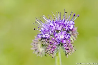 FLORIA