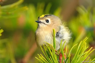 oiseau