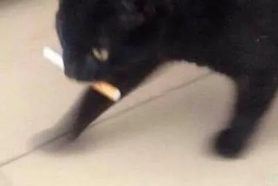 gato gigarro