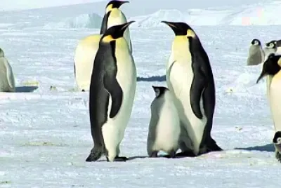 פאזל של Vietuitoare de la poli