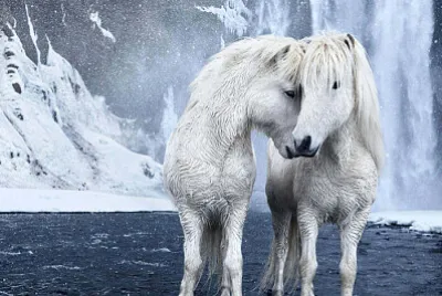 natural horse