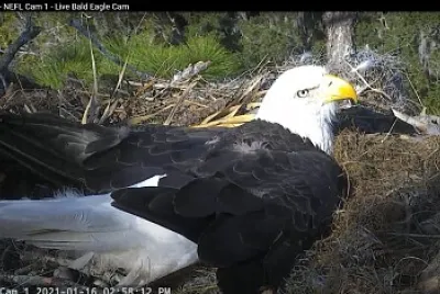 Eagle Cam