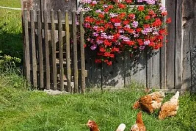 gallinas