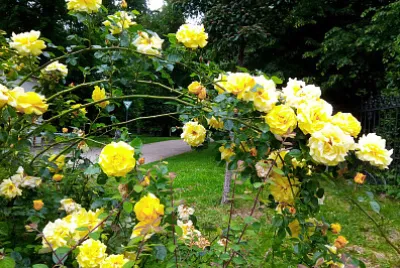 Flowers Yellow Rose / Blumen