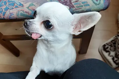 Dog Chihuahua / Hund Chihuahua