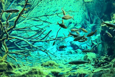 Fishes / Fische