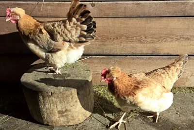 chicken / HÃ¼hner