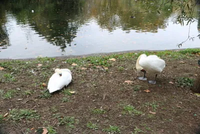 St. James Park, London, UK jigsaw puzzle