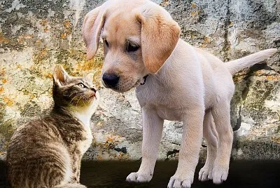 Dog and Cat