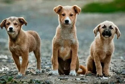 Cachorritos