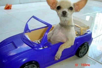 mi ciguagua