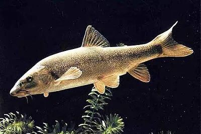 Barbo