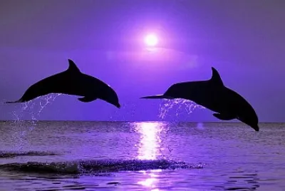 Delfines