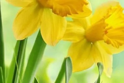 tulipanes