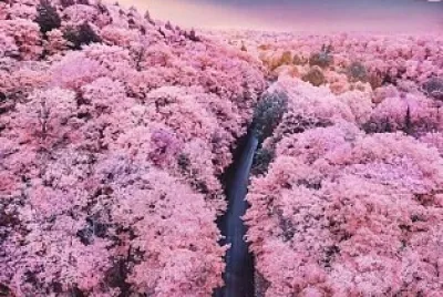 Flores jigsaw puzzle