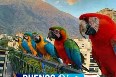 guacamayas
