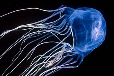 INVERTEBRADO - AVISPA DE MAR