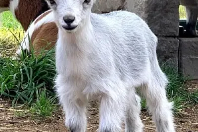 goat