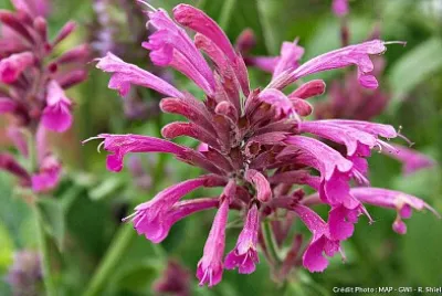fleur violet