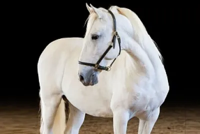 lipizzaners