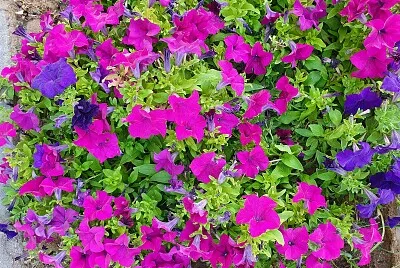 my flowers