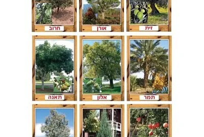 ×¡×•×’×™ ×¢×¦×™×