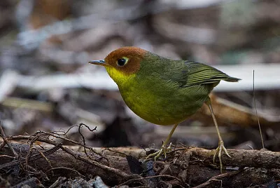 Tesia