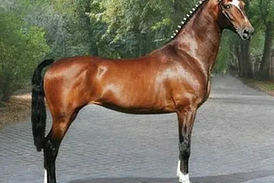 Tuigpaard
