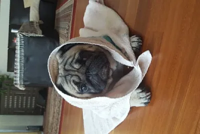 rhum the pug jigsaw puzzle