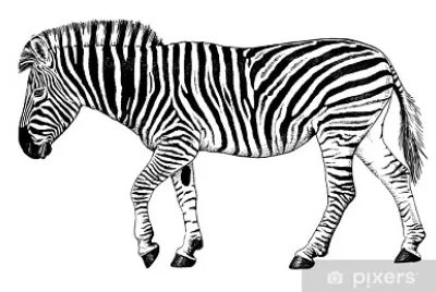 פאזל של Zebra