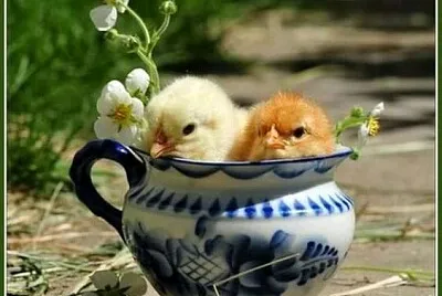 animales