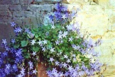 פאזל של flores