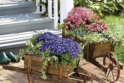 פאזל של flores