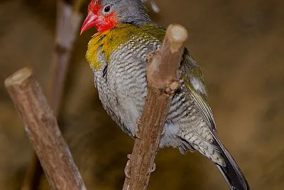 Pytilia melba
