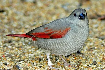 Pytilia phoenicoptera
