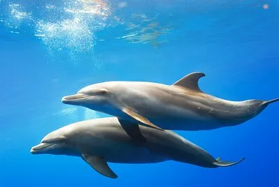 Delfines