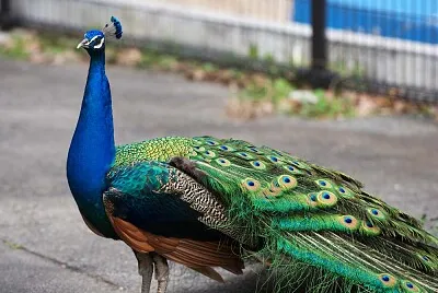 Pavo Real