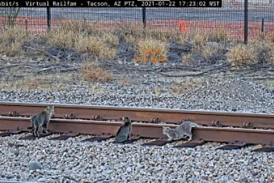 Tucson,AZ/USA 3-cats on the rails!