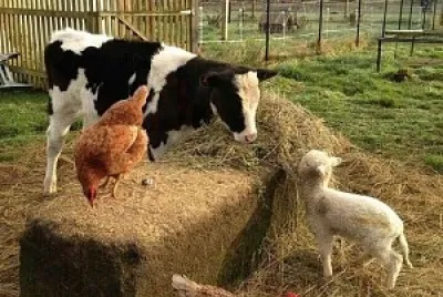 granja