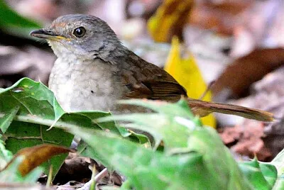Illadopsis