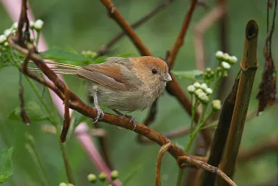 Parrotbill
