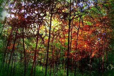 Un monde sous les fougères