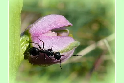 Fourmi sur orchidée sauvage