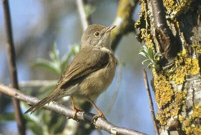 Sylvia inornata