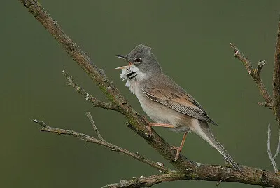 Sylvia communis