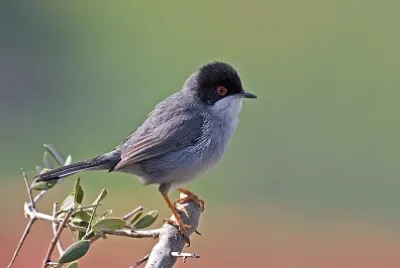 Sylvia melanocephala