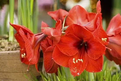FLEUR GO