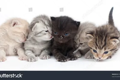kittens